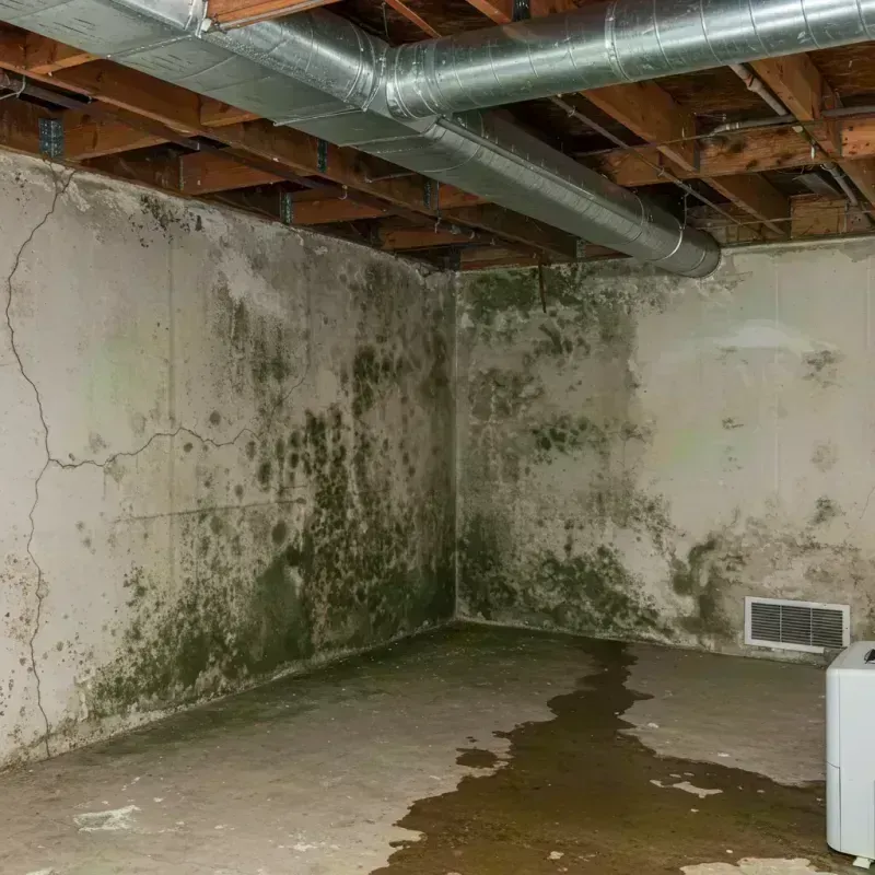 Professional Mold Removal in Taylor County, KY